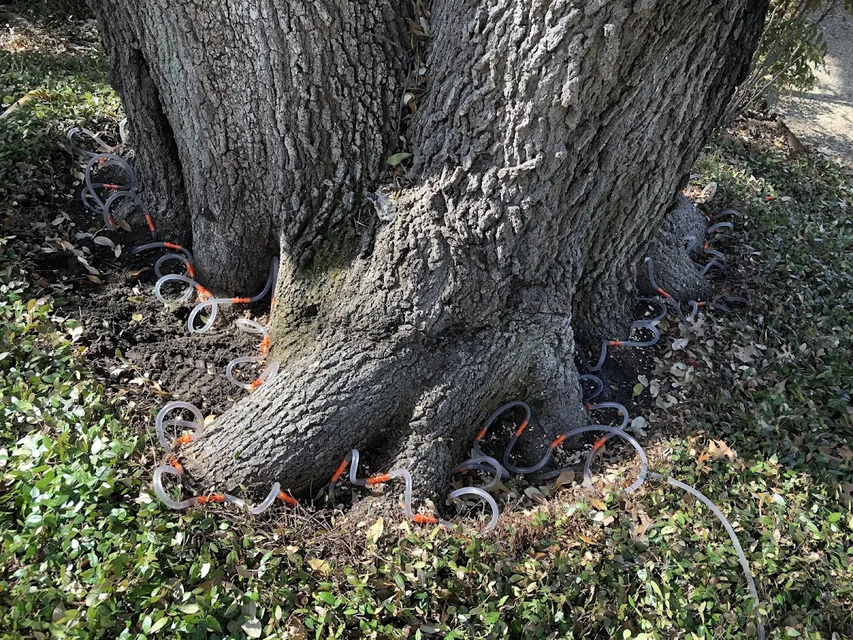 Detailed Tree Cabling and Bracing job site in Verdugo City