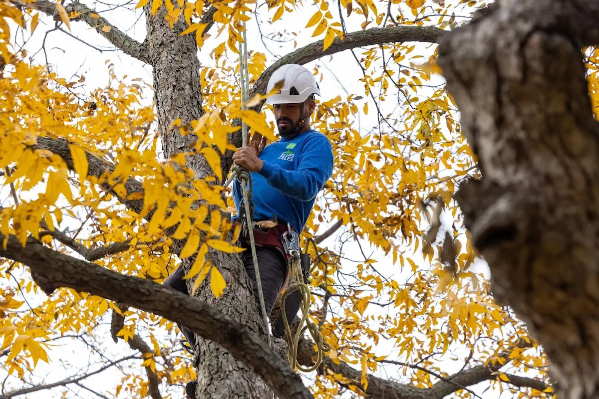 Skilled Tree Planting crew working in Verdugo City