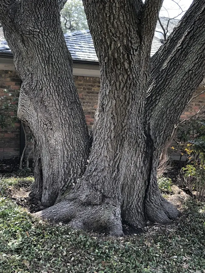 Mature heritage tree close to a Verdugo City property cared for by certified arborists